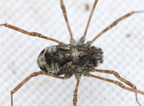 Megabunus vignai